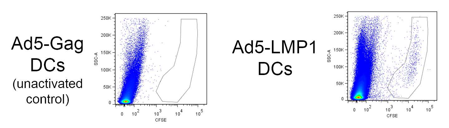 LMP1 DCs migrate to lymph nodes